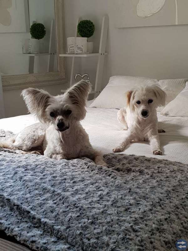 Sällskap till hund