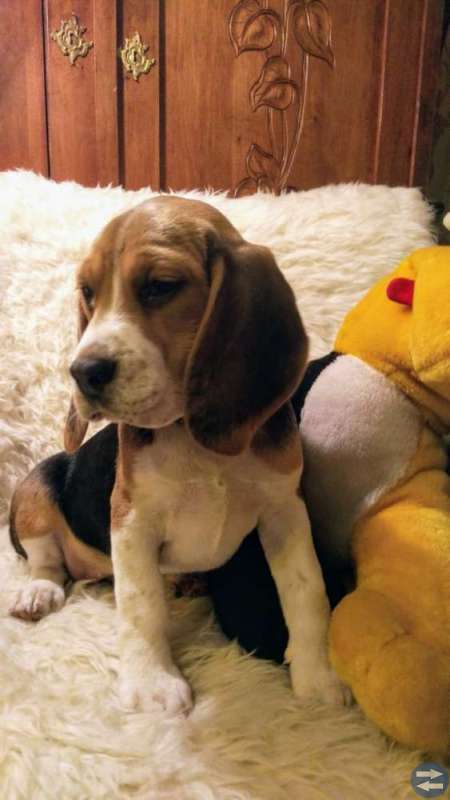 Beagle valp