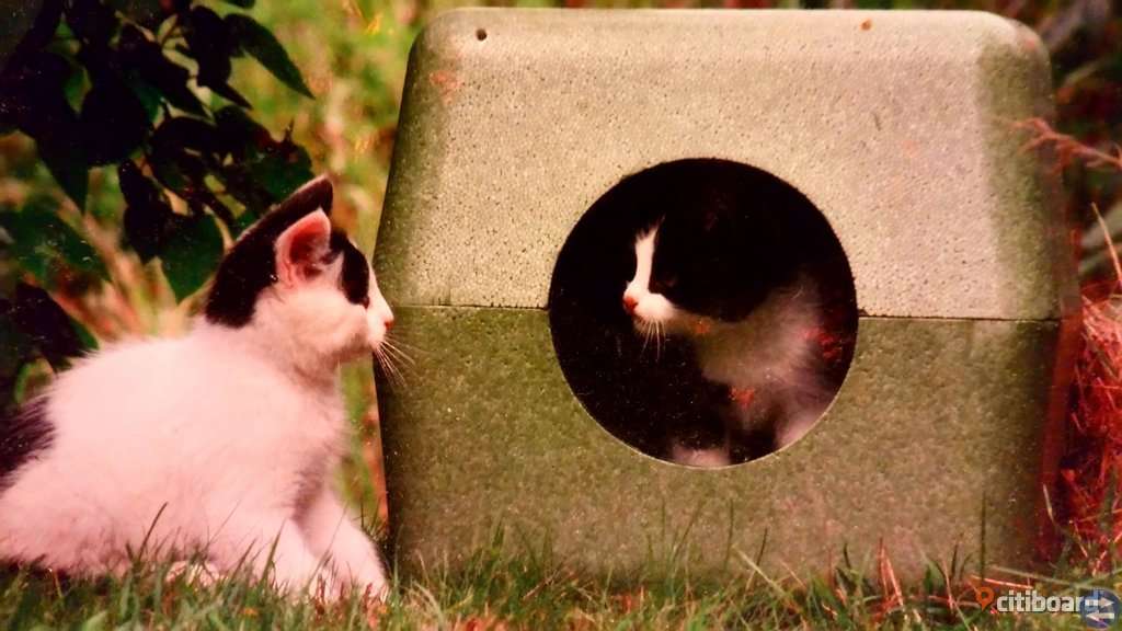 Kattkoja av frigolit