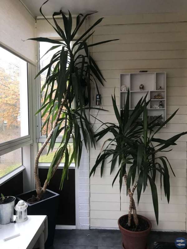 Stor palm