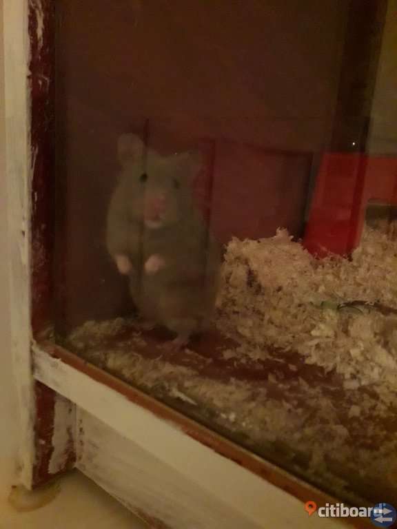 Hamster