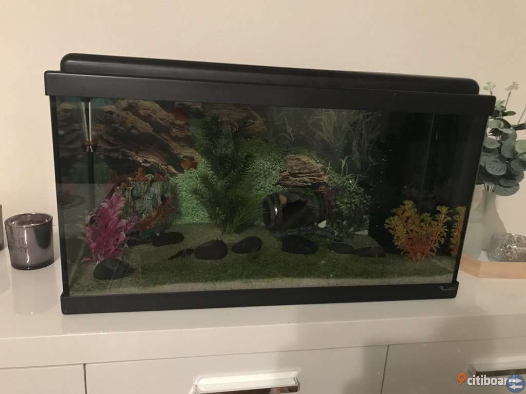 Fisk akvarium