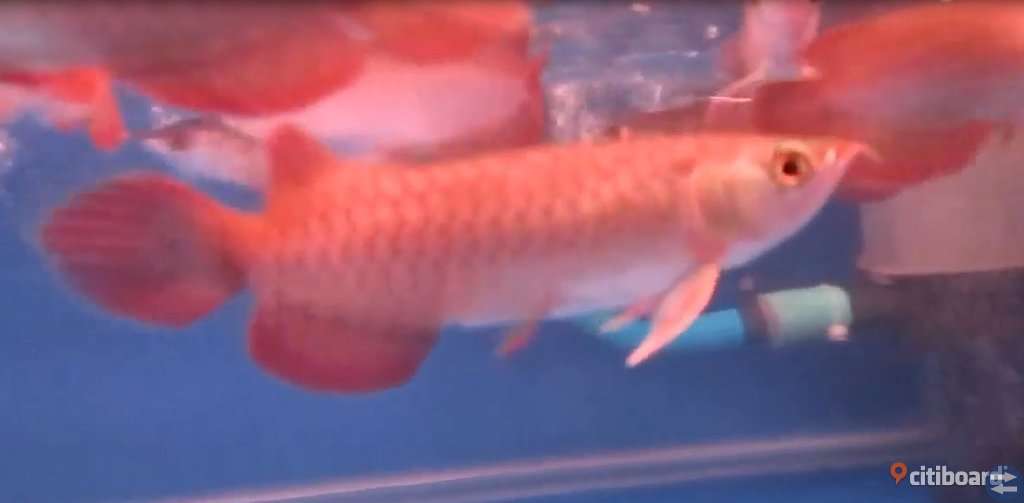 Chili röd Arowana Tillgänglig