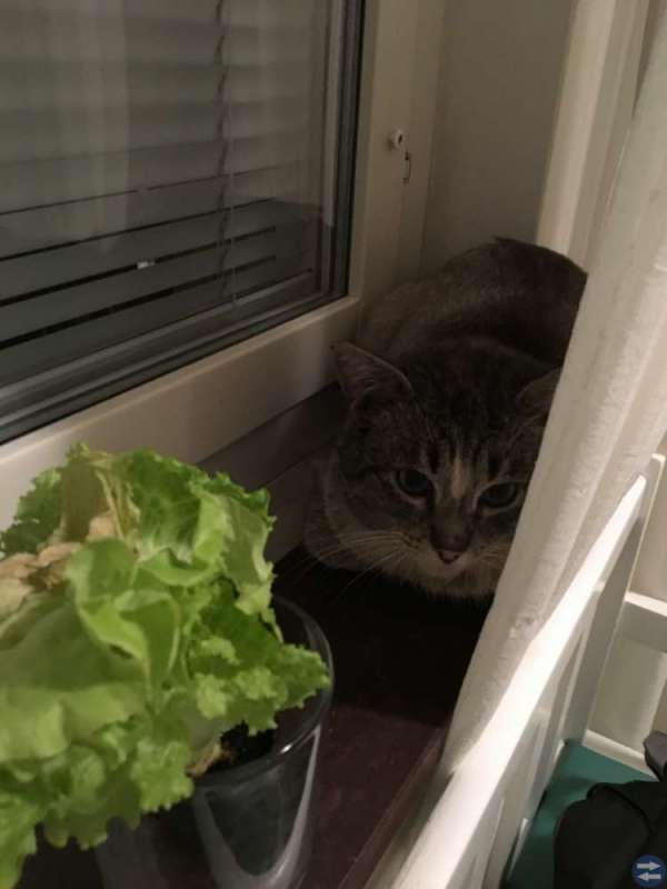 Upphittad katt