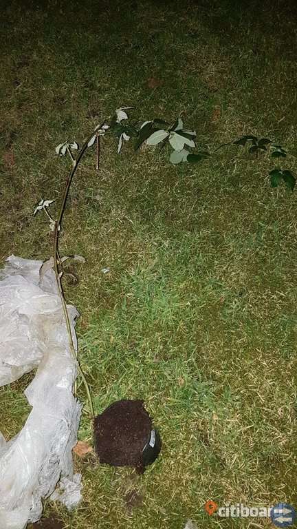 Björnbärs planta