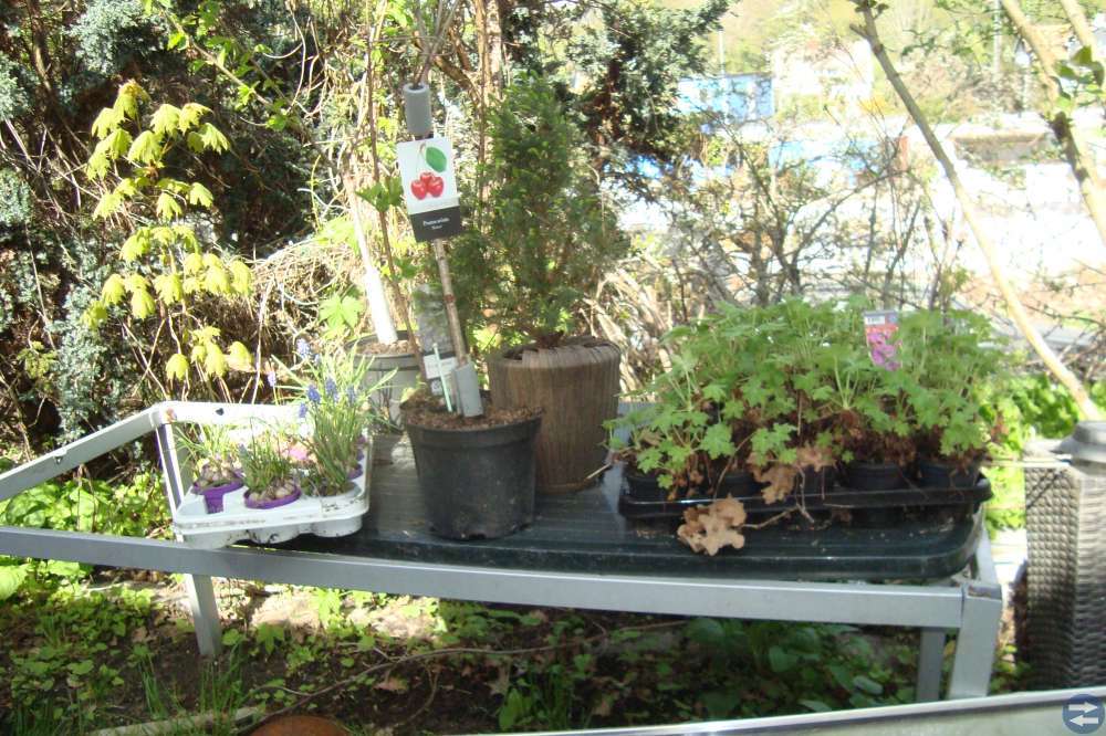Plantor av Geranium Macrorrhizum