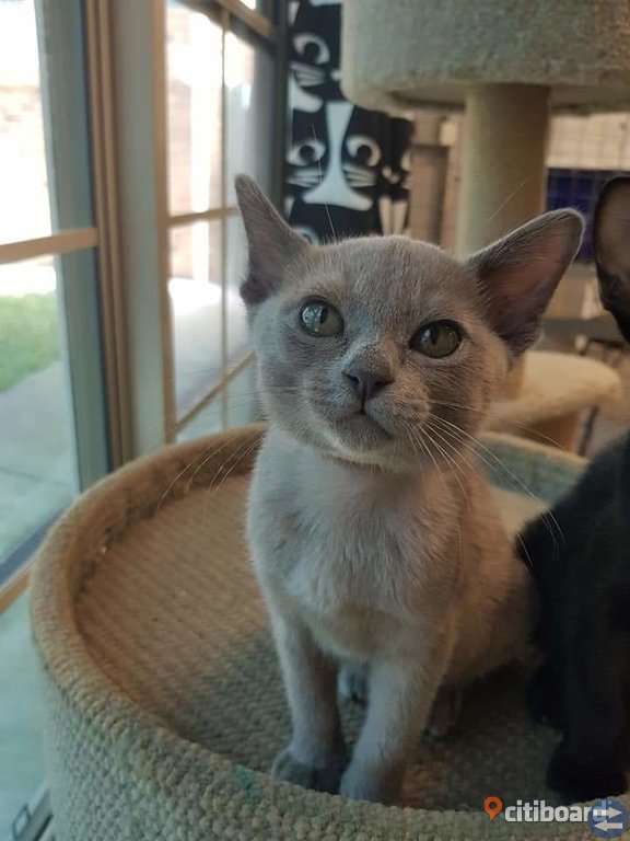 Lilla lassie