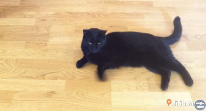 Svart hankatt behöver nytt hem