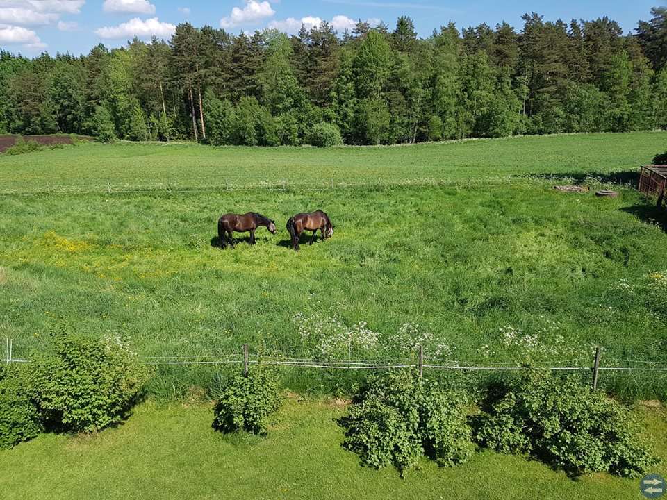 Bete till hästar