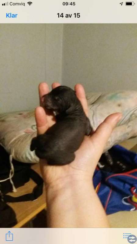 Chines crested