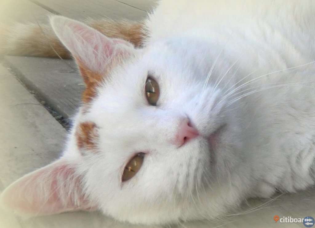 Katthotell / Kattpensionat / kattpension