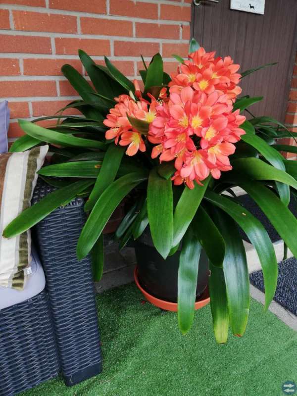 Clivia