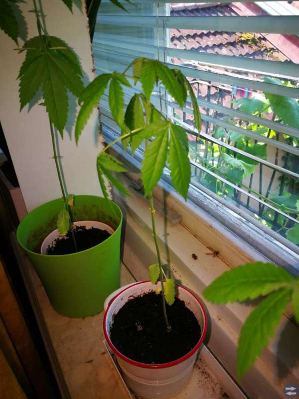 Fin skunk!