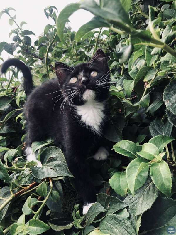Kattunge hona