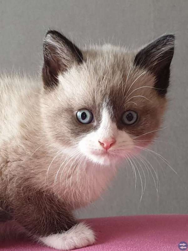 Hankatt 12 v