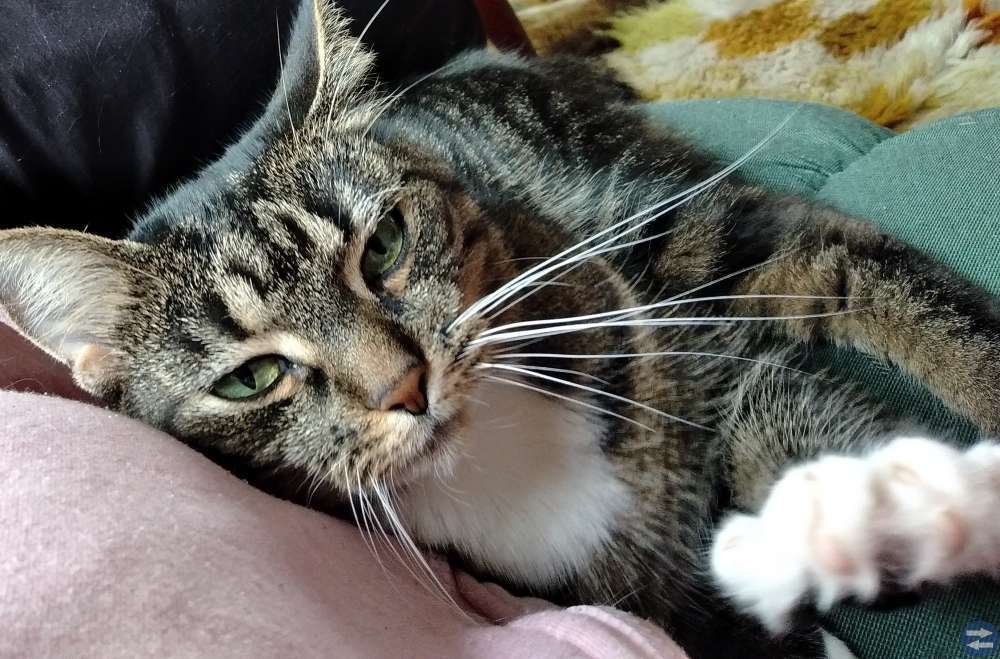 Innekatt sökes