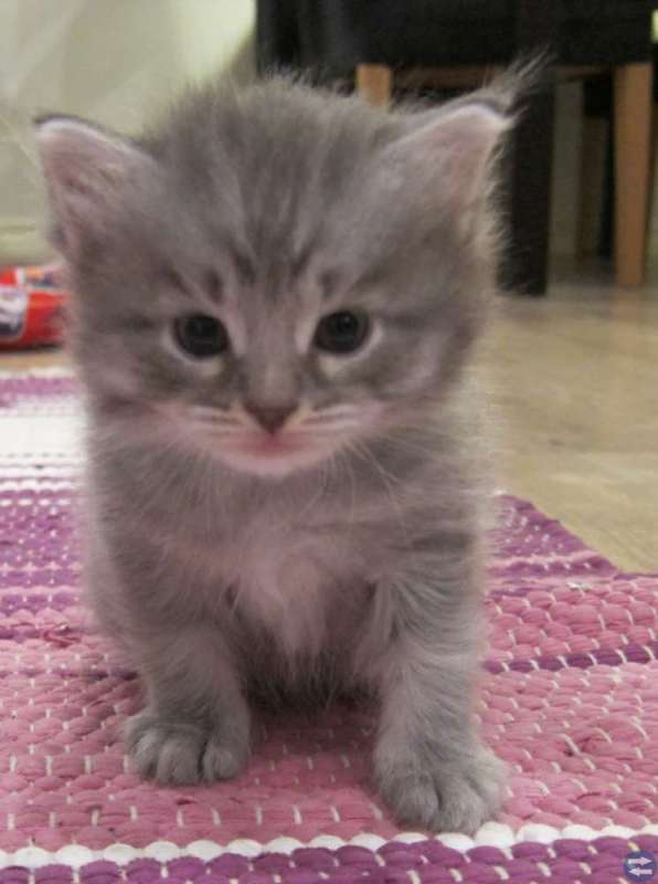 Kattungar
