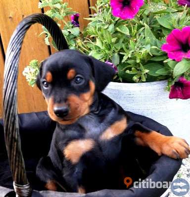 Pinscher * Valpar födda 21 Augusti 2019