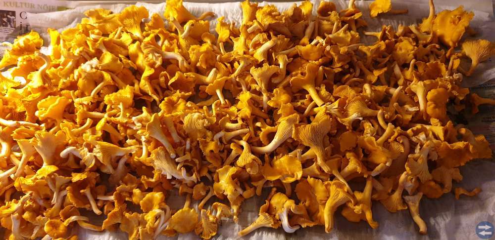 Kantareller