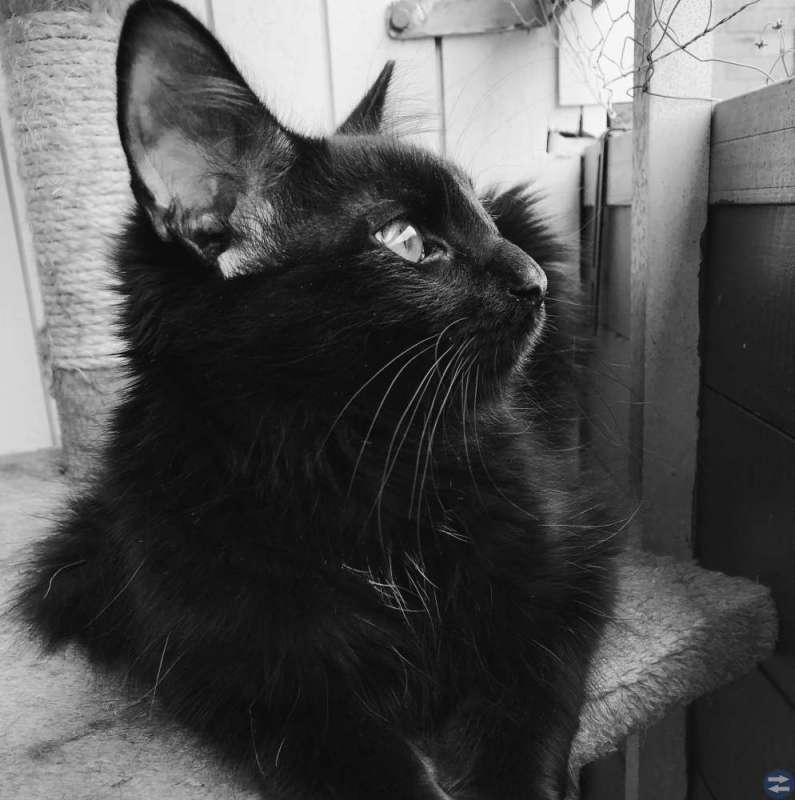 Vacker Hankatt
