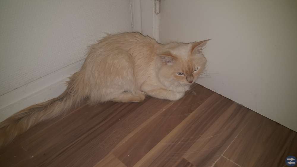 Ragdoll hane lånas ut för parning