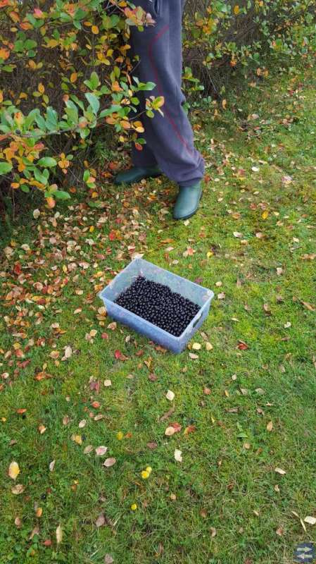 Svart Aronia självplock