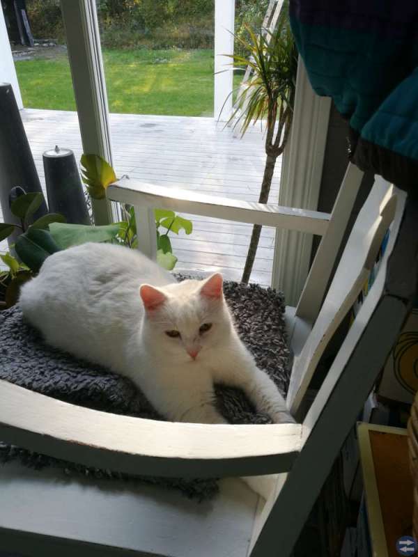 Vit katt