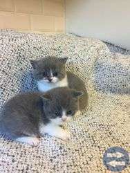 Kattungar Brittiskt Korthår