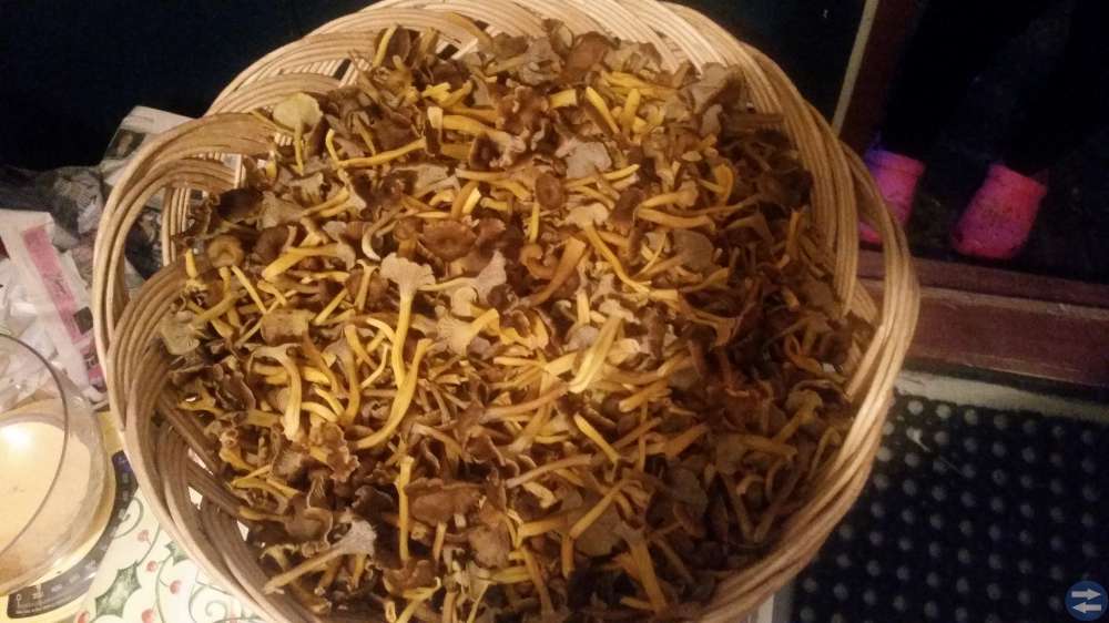 Trattkantareller 70 kr kilot