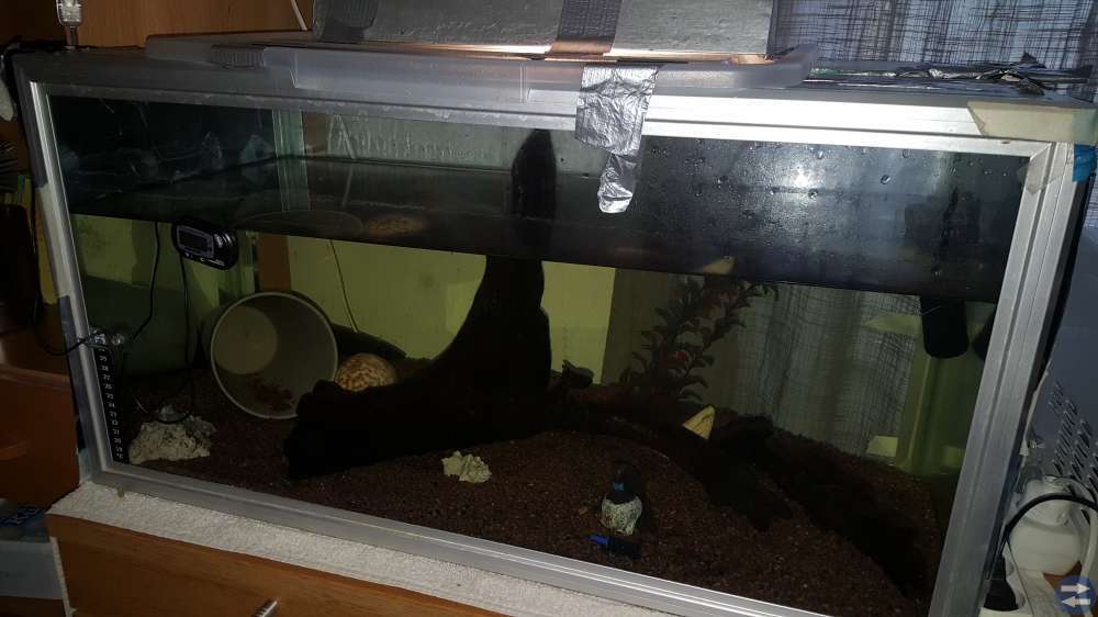 Axelot med akvarium