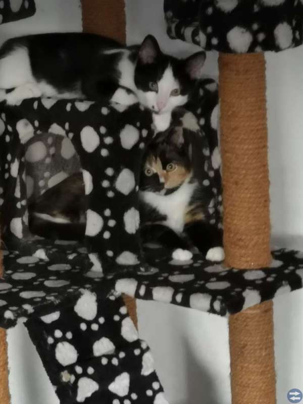 Kattungar