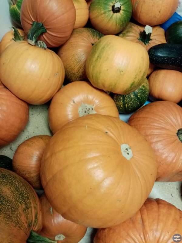 Pumpor