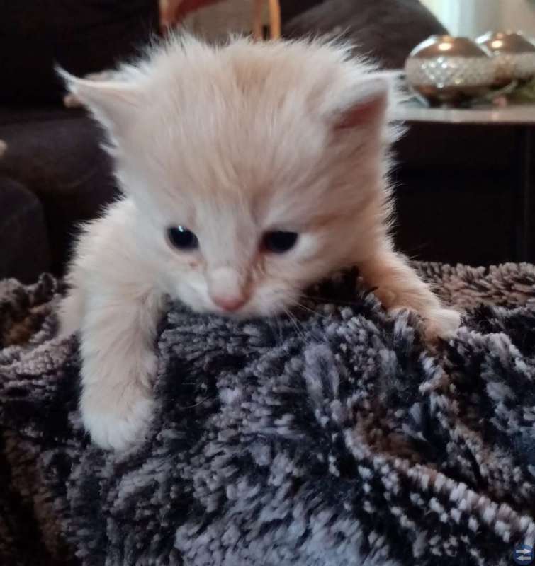 Kattungar Som Bråkar Med Varandra