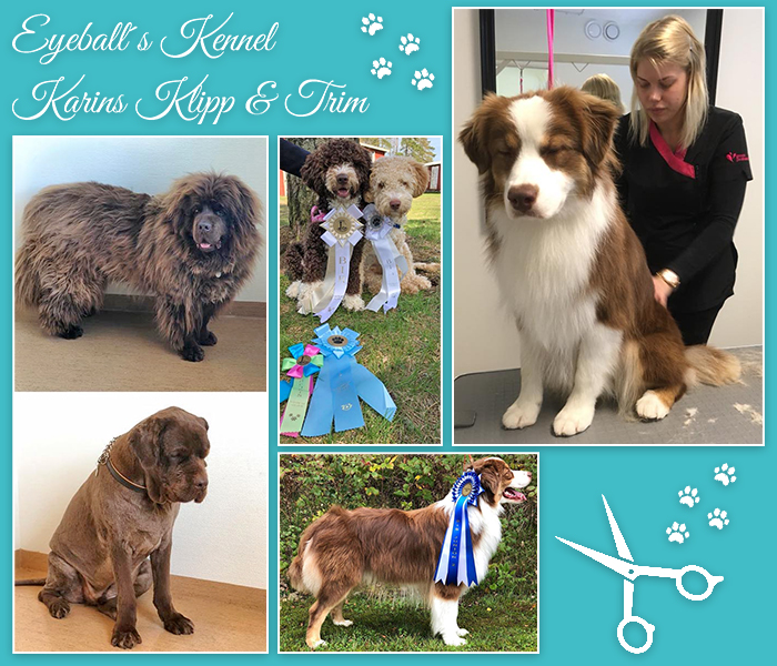 Hundtrim i Skövde | Karins Klipp & Trim i Mariestad