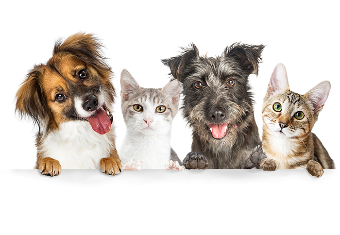 Veterinär Härnösand | Härnösand Pet Surgery