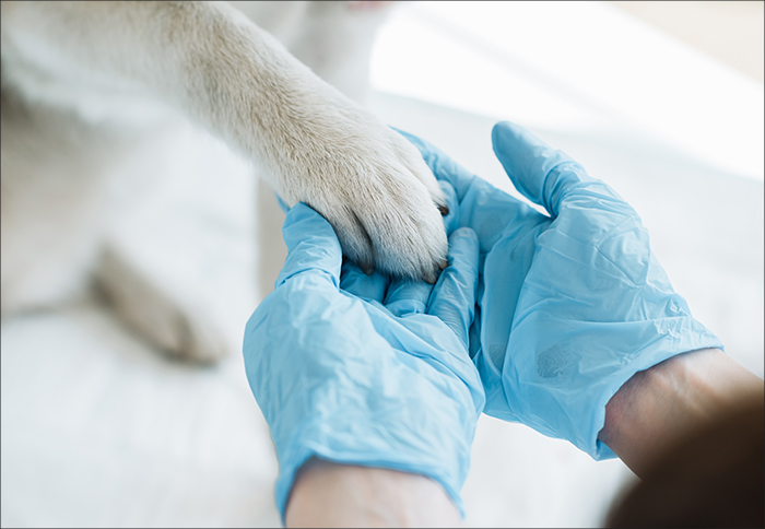 Veterinär Härryda | Mölnlycke Djurklinik