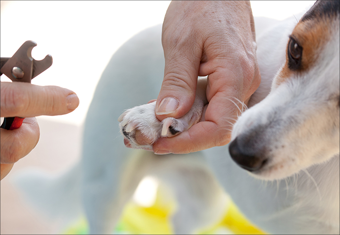Hundtrim Halmstad | Lyan