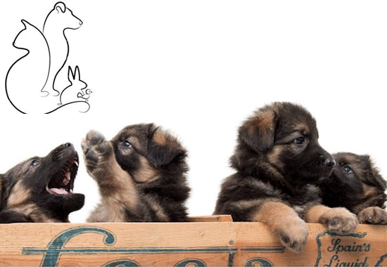 Djuraffär i Vänersborg | L.M Dog Collection