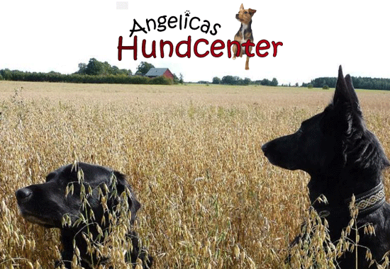 Hundkurser i Vänersborg | Angelicas Hundcenter