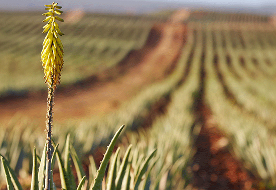 Aloe Vera i Uddevalla | Hälsa och Hem
