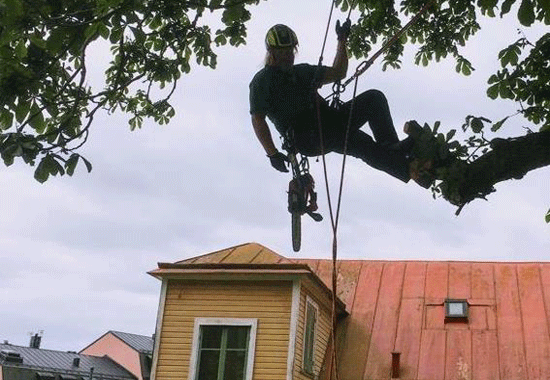 Arborist på Gotland | T H C Arborist