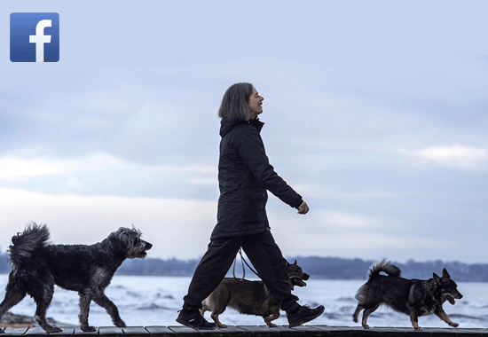 Hundmassage i Lund | Friskhund-Syd