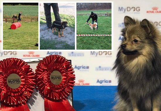 Hundkurser {torg} - Vill du synas här med Ditt Företag?